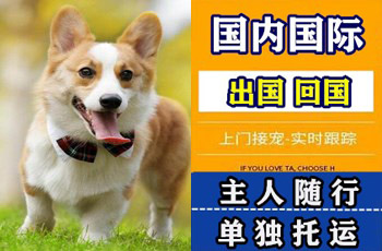 焦作宠物托运公司焦作宠物托运公司焦作宠物托运公司