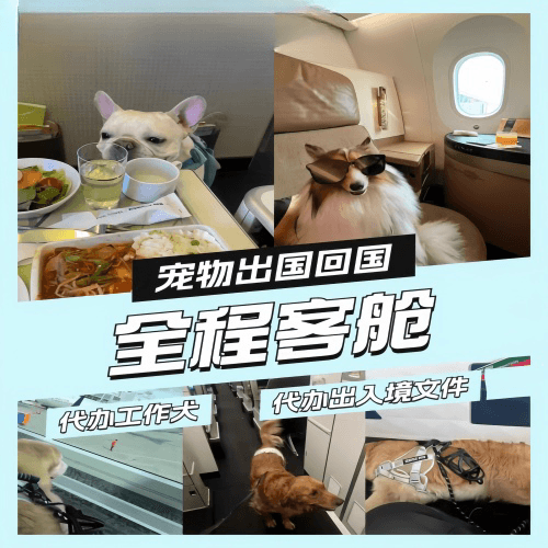 焦作宠物托运到白俄罗斯宠物入境规定和要求